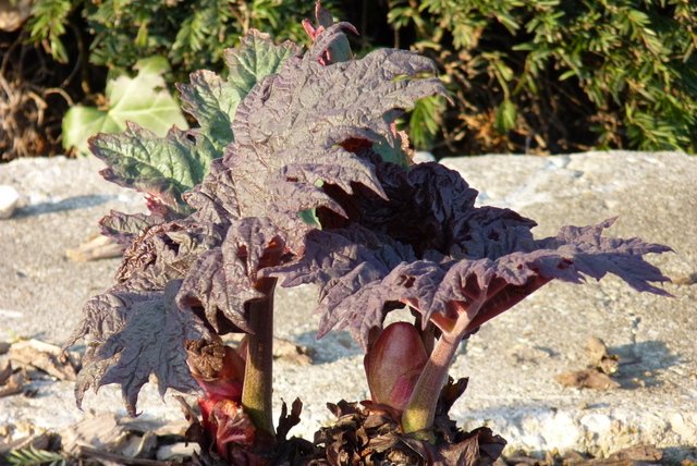 Rheum palmatum 'Atropurpureum' (2)